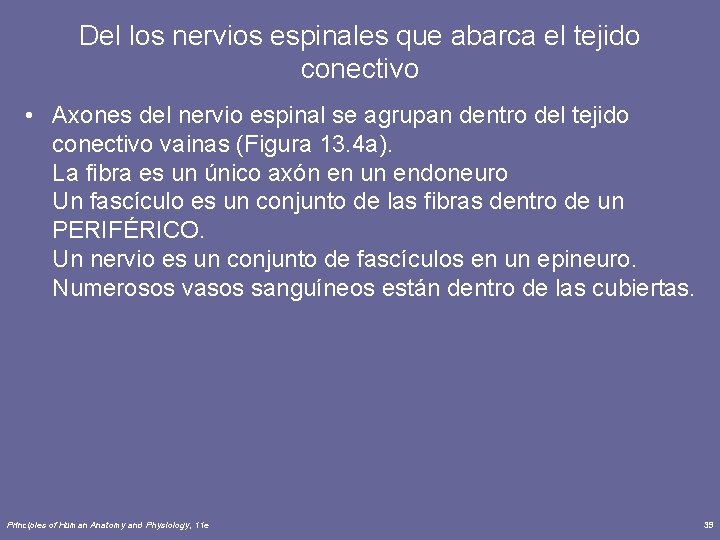 Del los nervios espinales que abarca el tejido conectivo • Axones del nervio espinal