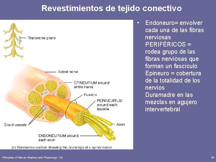 Revestimientos de tejido conectivo • Endoneuro= envolver cada una de las fibras nerviosas PERIFÉRICOS