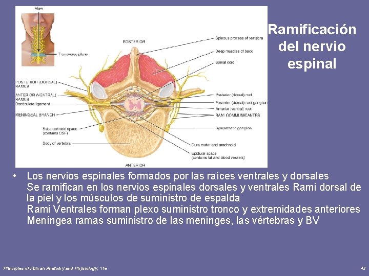 Ramificación del nervio espinal • Los nervios espinales formados por las raíces ventrales y