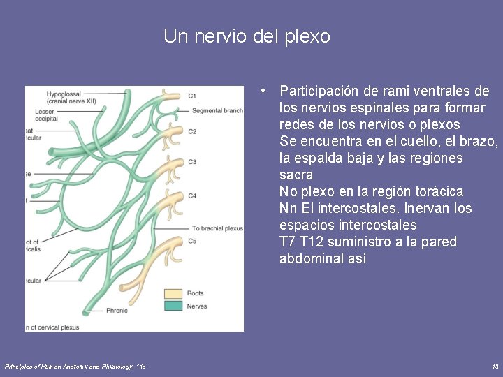 Un nervio del plexo • Participación de rami ventrales de los nervios espinales para