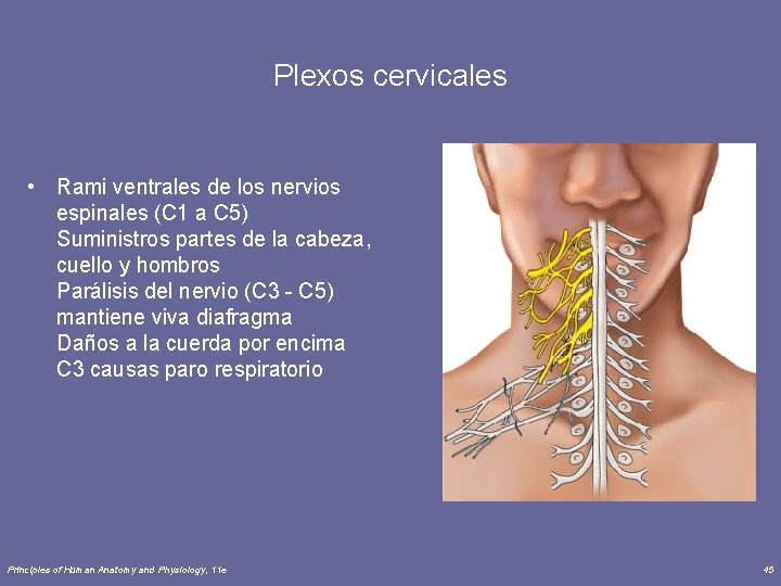 Plexos cervicales • Rami ventrales de los nervios espinales (C 1 a C 5)