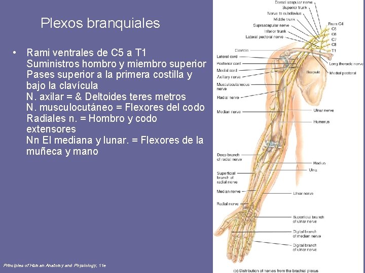 Plexos branquiales • Rami ventrales de C 5 a T 1 Suministros hombro y