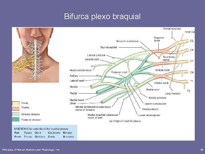 Bifurca plexo braquial Principles of Human Anatomy and Physiology, 11 e 49 