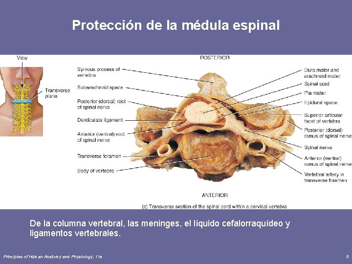 Protección de la médula espinal De la columna vertebral, las meninges, el líquido cefalorraquídeo