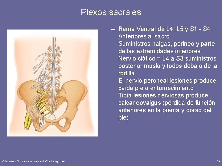 Plexos sacrales – Rama Ventral de L 4, L 5 y S 1 -