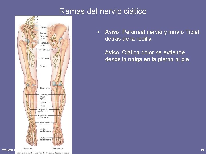 Ramas del nervio ciático • Aviso: Peroneal nervio y nervio Tibial detrás de la