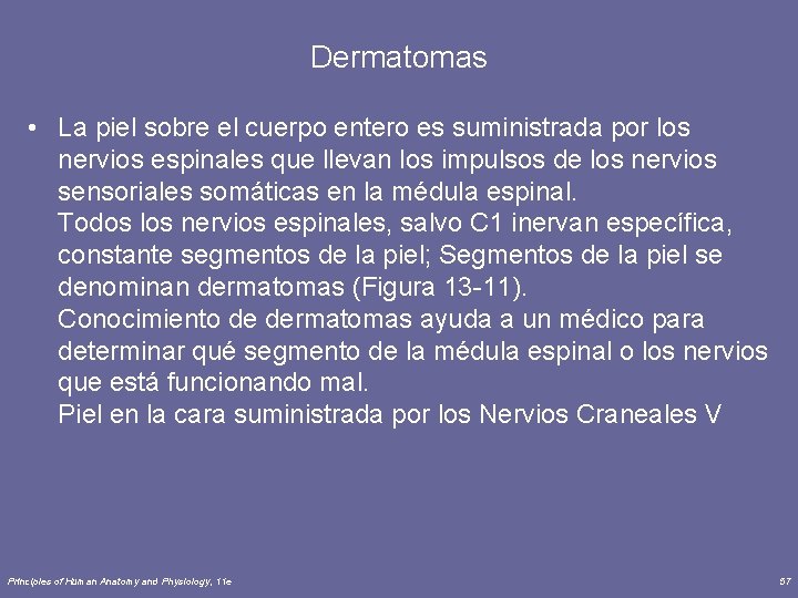 Dermatomas • La piel sobre el cuerpo entero es suministrada por los nervios espinales