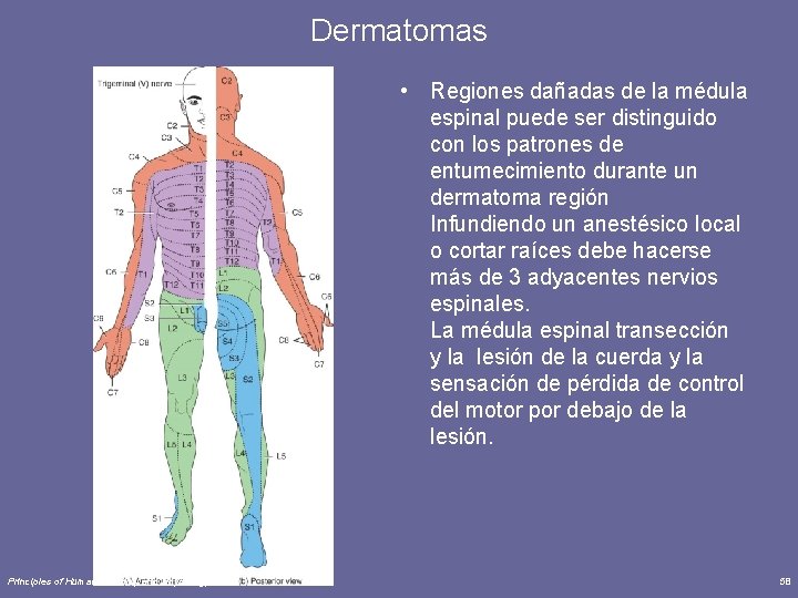 Dermatomas • Regiones dañadas de la médula espinal puede ser distinguido con los patrones