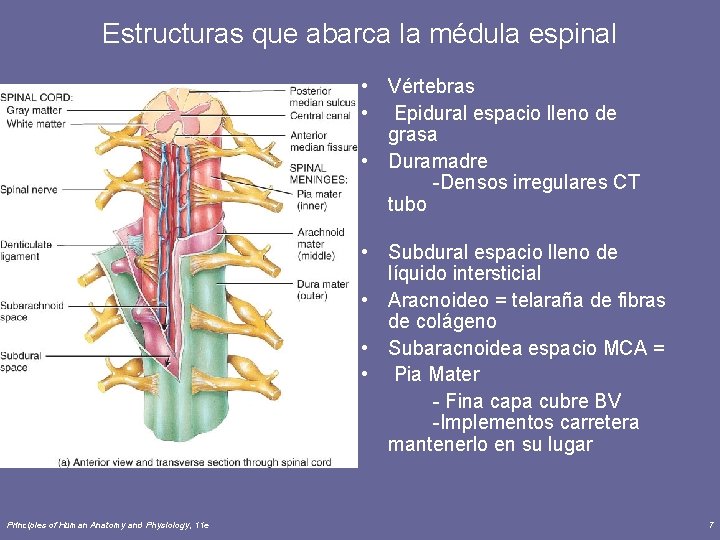 Estructuras que abarca la médula espinal • Vértebras • Epidural espacio lleno de grasa