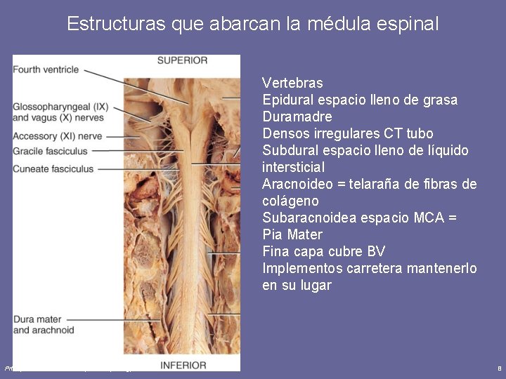 Estructuras que abarcan la médula espinal Vertebras Epidural espacio lleno de grasa Duramadre Densos