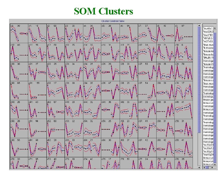 SOM Clusters 