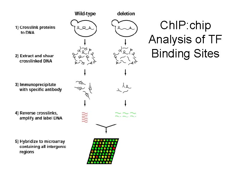 Ch. IP: chip Analysis of TF Binding Sites 