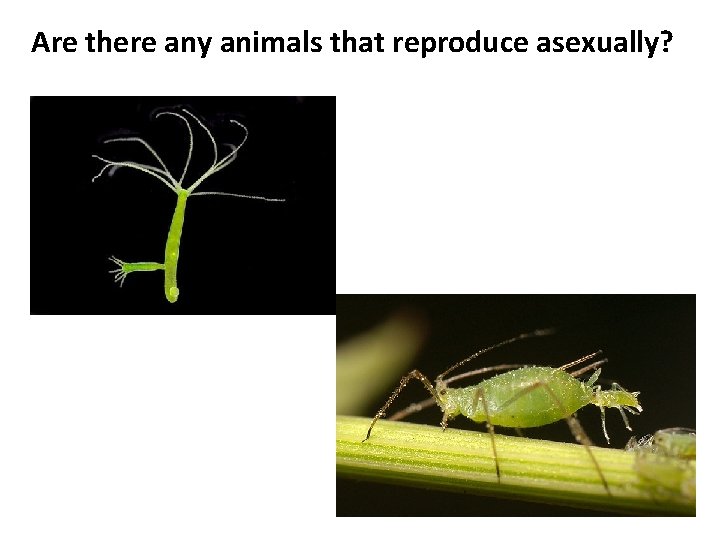 Are there any animals that reproduce asexually? 