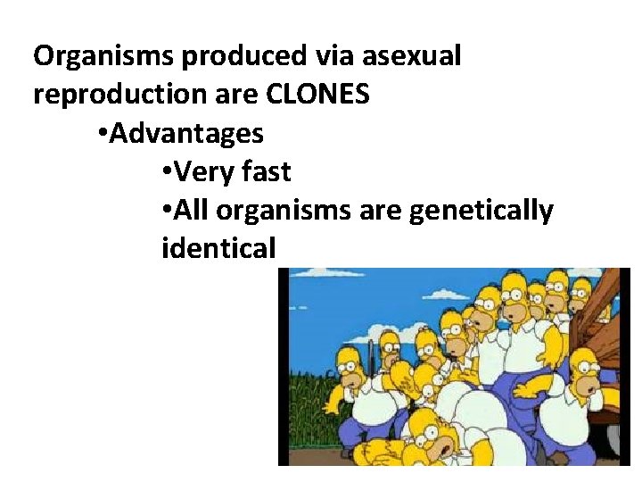 Organisms produced via asexual reproduction are CLONES • Advantages • Very fast • All
