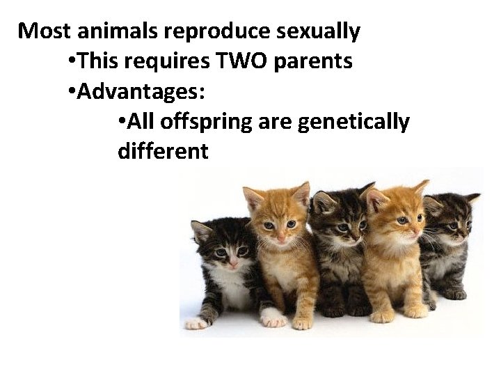 Most animals reproduce sexually • This requires TWO parents • Advantages: • All offspring