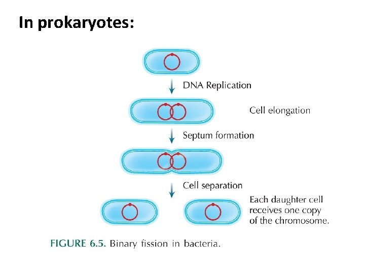 In prokaryotes: 