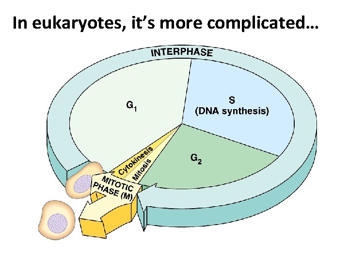 In eukaryotes, it’s more complicated… 
