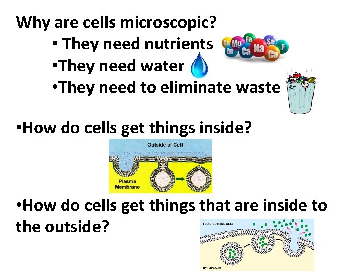 Why are cells microscopic? • They need nutrients • They need water • They