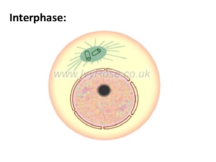 Interphase: 