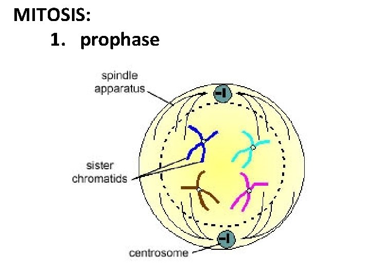 MITOSIS: 1. prophase 