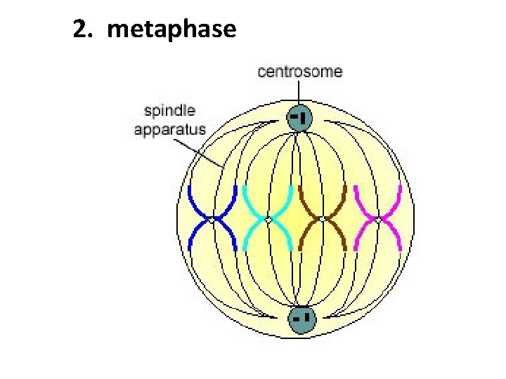 2. metaphase 