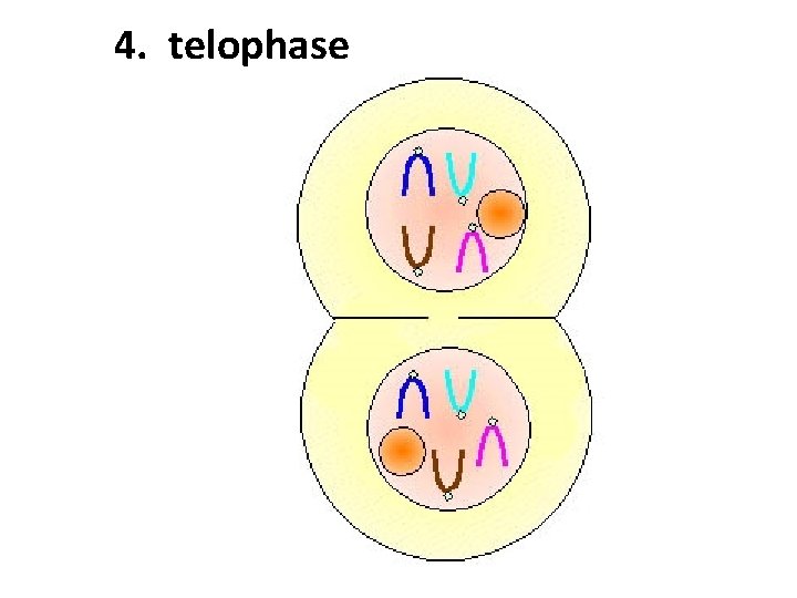 4. telophase 