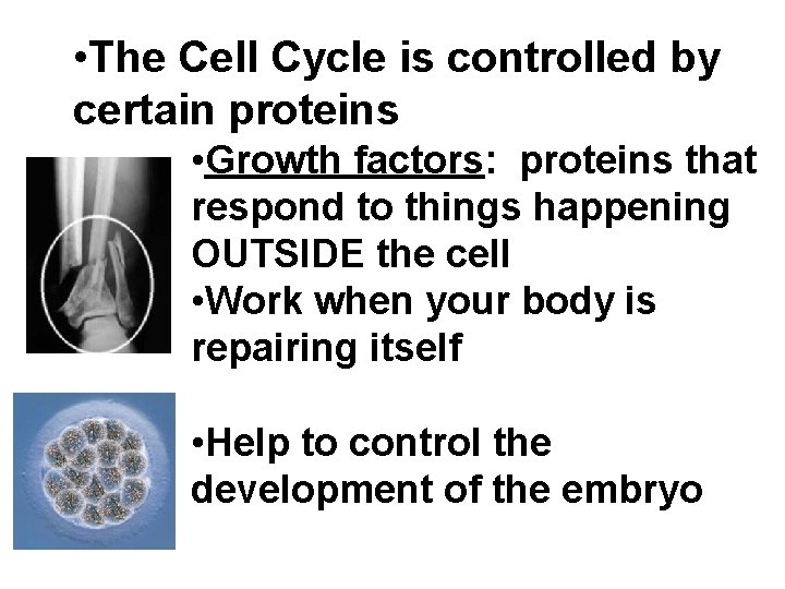  • The Cell Cycle is controlled by certain proteins • Growth factors: proteins