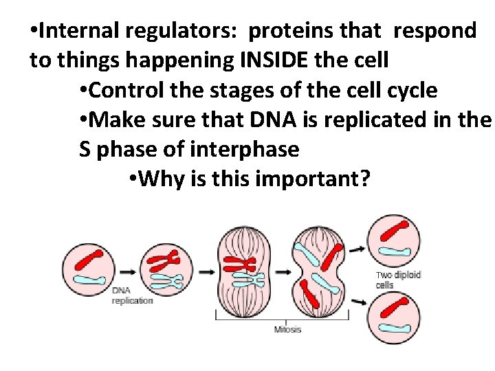  • Internal regulators: proteins that respond to things happening INSIDE the cell •