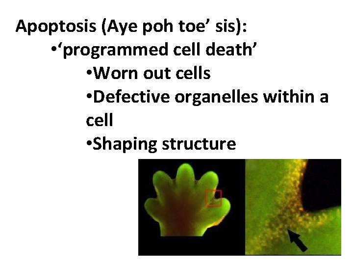 Apoptosis (Aye poh toe’ sis): • ‘programmed cell death’ • Worn out cells •