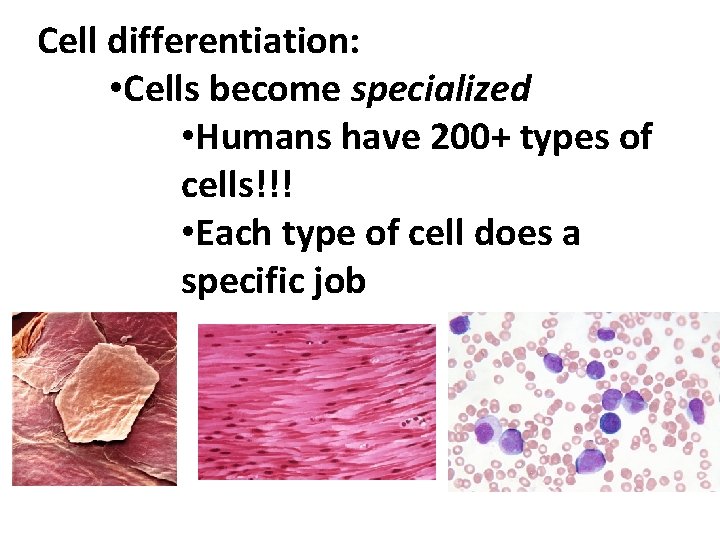 Cell differentiation: • Cells become specialized • Humans have 200+ types of cells!!! •