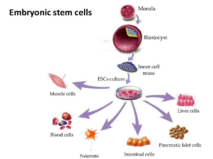 Embryonic stem cells 