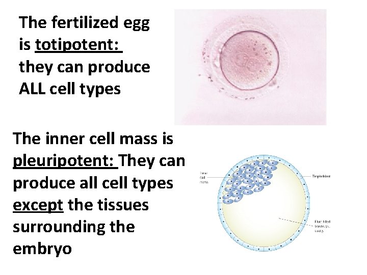 The fertilized egg is totipotent: they can produce ALL cell types The inner cell