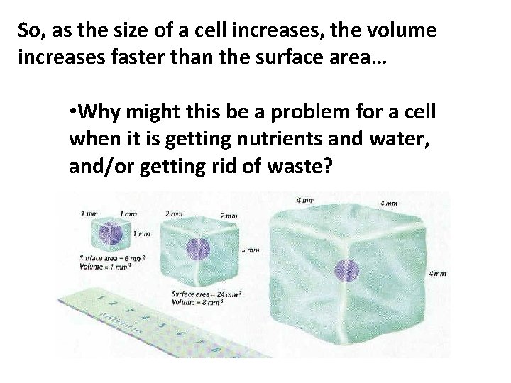 So, as the size of a cell increases, the volume increases faster than the