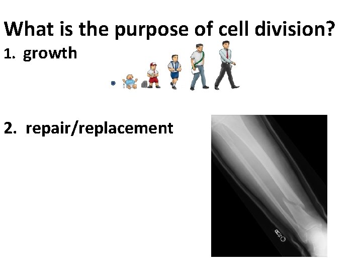 What is the purpose of cell division? 1. growth 2. repair/replacement 