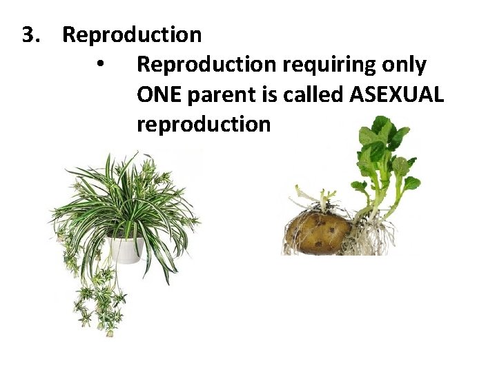 3. Reproduction • Reproduction requiring only ONE parent is called ASEXUAL reproduction 