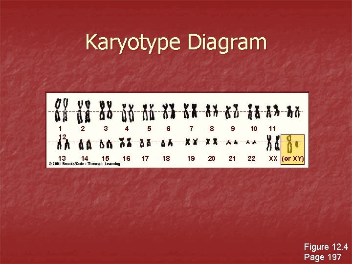 Karyotype Diagram 1 12 2 3 4 13 14 15 16 5 17 6