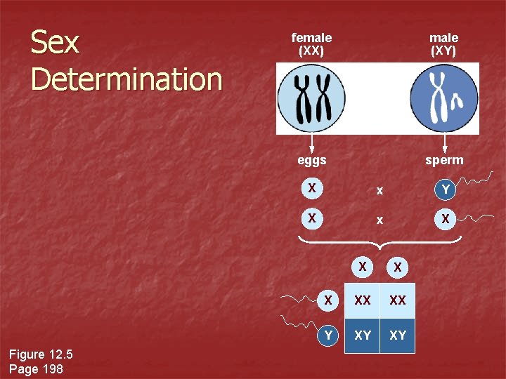 Sex Determination Figure 12. 5 Page 198 female (XX) male (XY) eggs sperm X