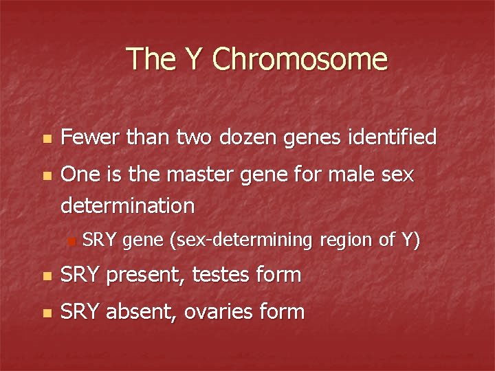 The Y Chromosome n n Fewer than two dozen genes identified One is the