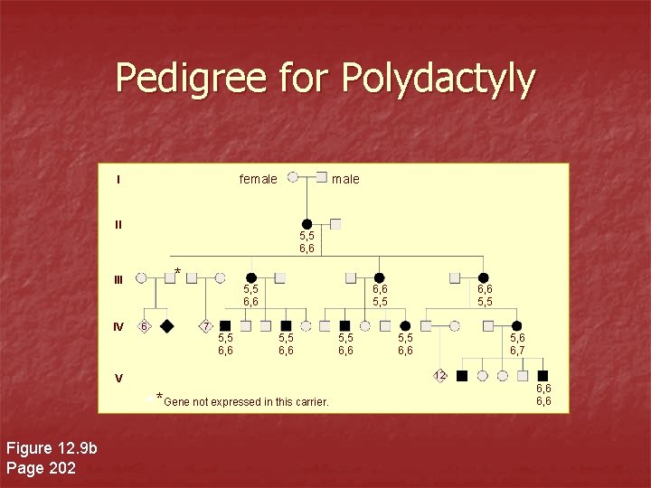 Pedigree for Polydactyly female II 5, 5 6, 6 * III IV 6 5,