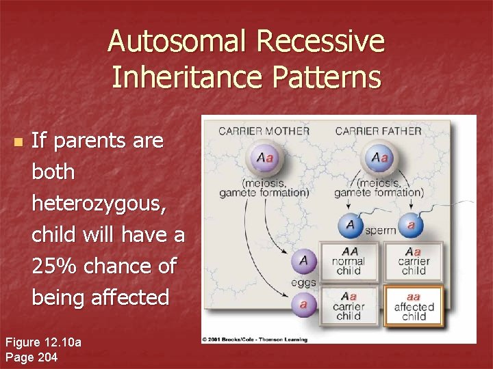 Autosomal Recessive Inheritance Patterns n If parents are both heterozygous, child will have a