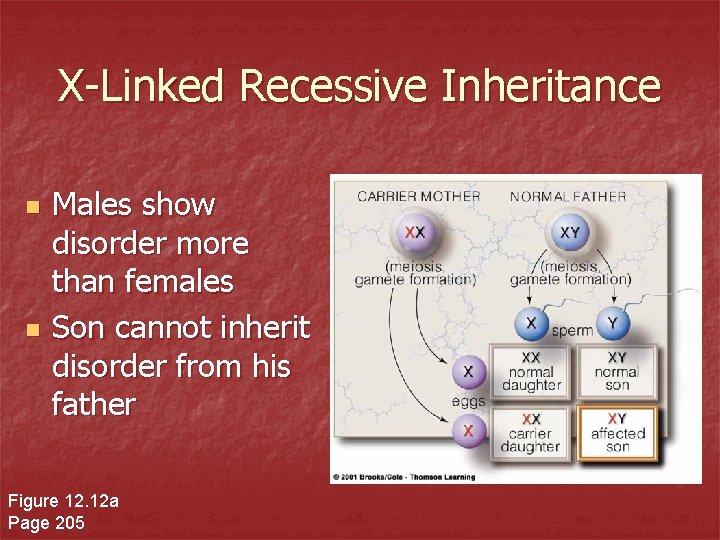 X-Linked Recessive Inheritance n n Males show disorder more than females Son cannot inherit