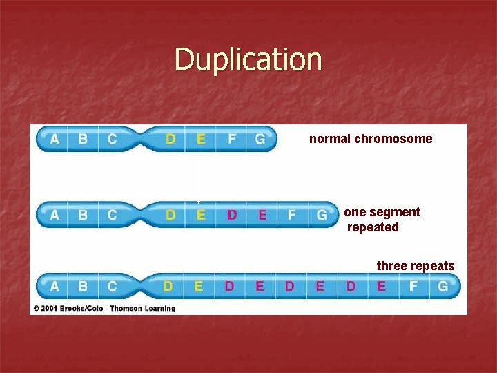 Duplication normal chromosome one segment repeated three repeats 