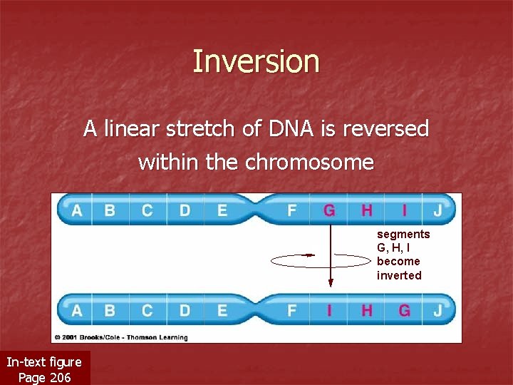 Inversion A linear stretch of DNA is reversed within the chromosome segments G, H,