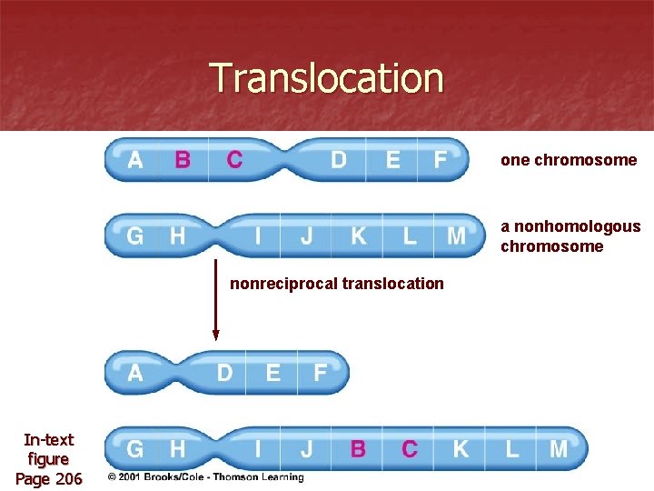 Translocation one chromosome a nonhomologous chromosome nonreciprocal translocation In-text figure Page 206 