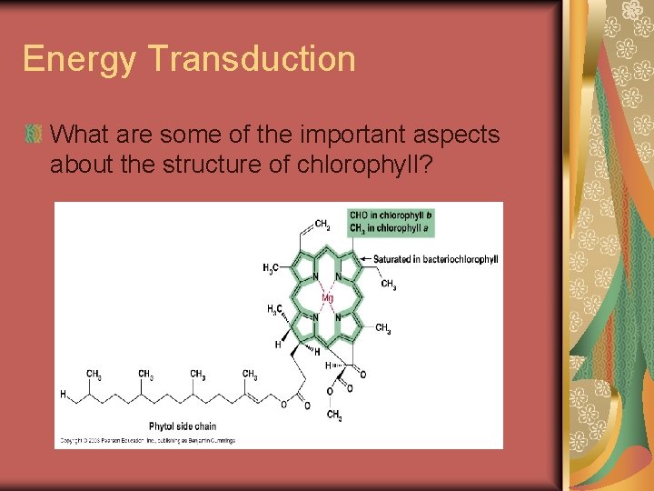 Energy Transduction What are some of the important aspects about the structure of chlorophyll?