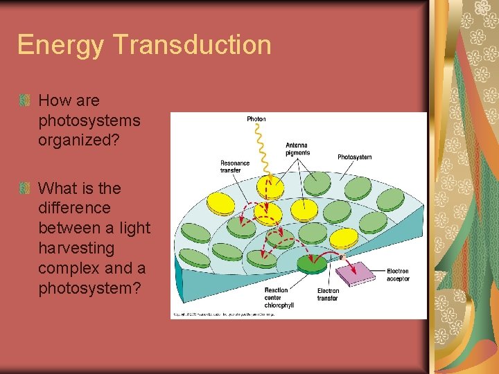 Energy Transduction How are photosystems organized? What is the difference between a light harvesting