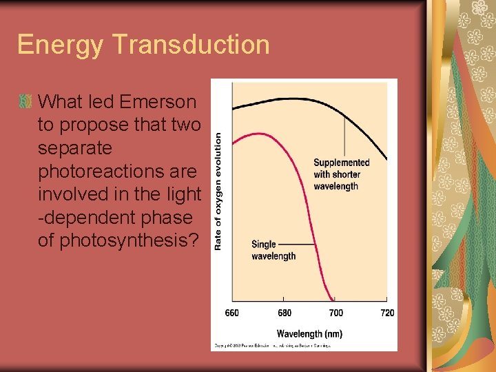 Energy Transduction What led Emerson to propose that two separate photoreactions are involved in