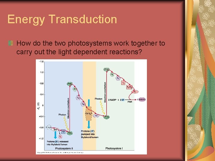 Energy Transduction How do the two photosystems work together to carry out the light