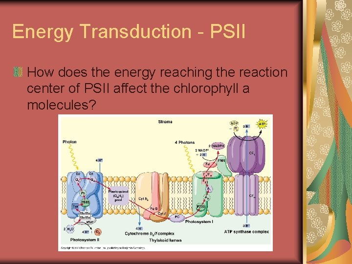 Energy Transduction - PSII How does the energy reaching the reaction center of PSII
