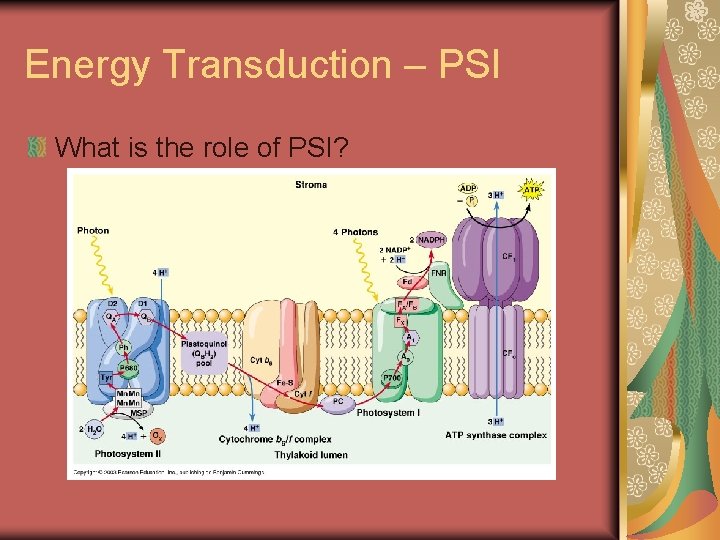 Energy Transduction – PSI What is the role of PSI? 